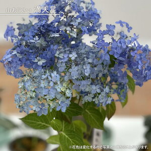 z }AWTC yVz 3|bgc y\̔z4`5ח\