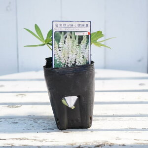 siX yM[zCgz 3|bgc y\̔z3{ח\