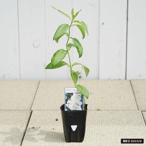 h tbNX zCgAh~ 3|bgc y\̔z4`5ח\