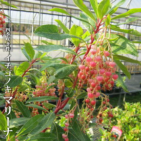 四季咲き イチゴノキ 【マリーナ】 3.5号ポット苗 挿し木 【ハナヒロバリュー】