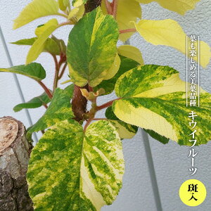 LECt[c yz 3.5|bgc } yniqo[z