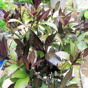 痼(ZE) _[NVR 3.5|bgc yniqo[z