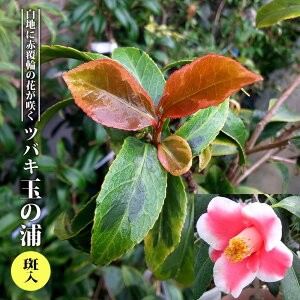 yʂ̉Yz 3.5|bgc } yniqo[z