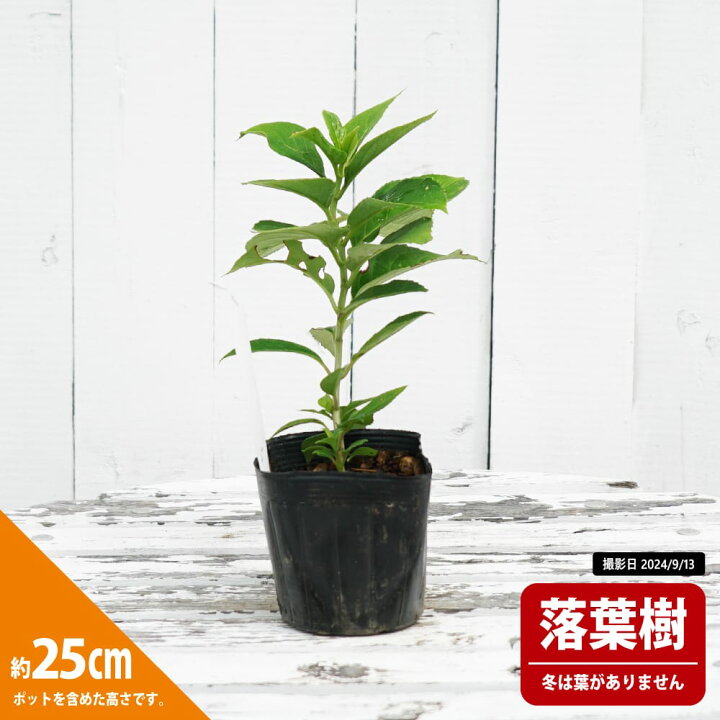 楽天市場】常緑あじさい 冬アジサイ 3.5号ポット苗 挿し木 【ハナヒロ 