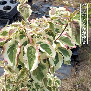 }{EV y₫z 3.5|bgc ږؕc yniqo[z