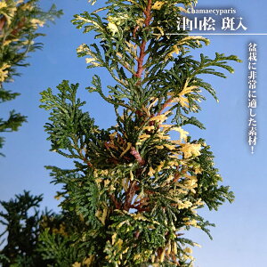 ÎRO yz 3.5|bgc } yniqo[z