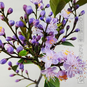 AIoinCmL yz 3.5|bgc } yniqo[z