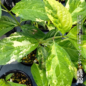 }AWTC yсz 3|bgc } yniqo[z