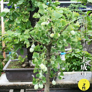 C`E y ːz ږ yniqo[z