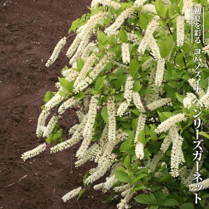 RomYCi y w[YK[lbgz 3|bgc yniqo[z