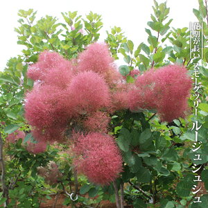 X[Nc[ y[WVVz 3|bgc yniqo[z