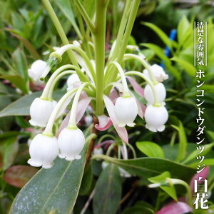 �z���R���h�E�_���c�c�W �y���ԁz 3.5���|�b�g�c �y�n�i�q���o�����[�z