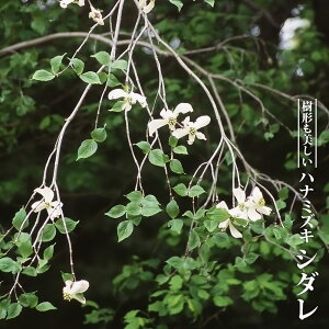 ni~YL yV_z ږ 3.5|bgc ږ yniqo[z