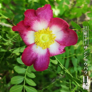 TVEo yցz 3|bgc yniqo[z