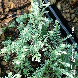 qFʕO yz 3.5|bgc yniqo[z