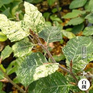 ブナ 【白斑】 3.5号ポット苗 【ハナヒロバリュー】