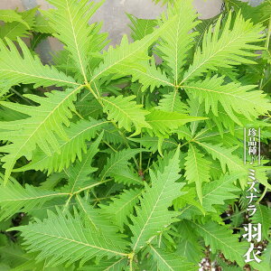 ~Yi yH߁z 3.5|bgc ږ yniqo[z