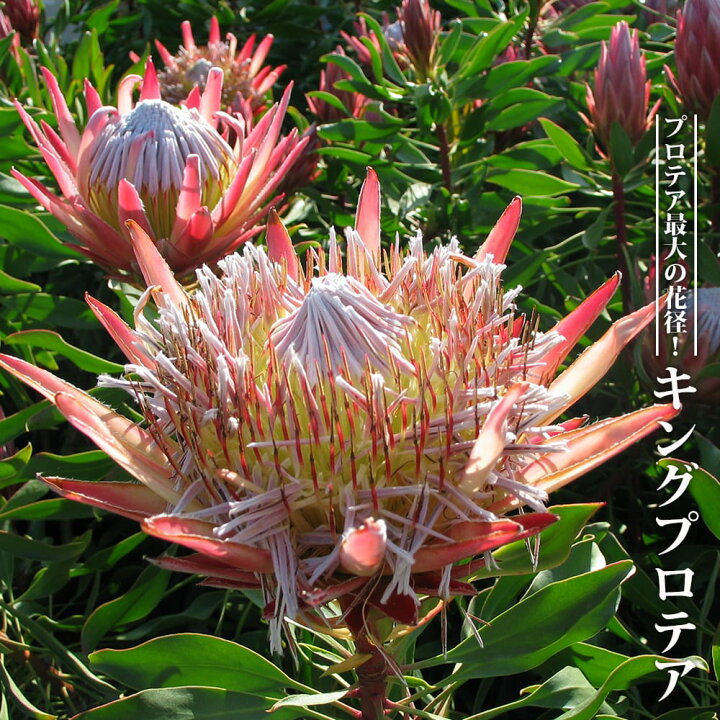 楽天市場】キングプロテア リトルプリンス 5号鉢植え : 苗木部 by 花 