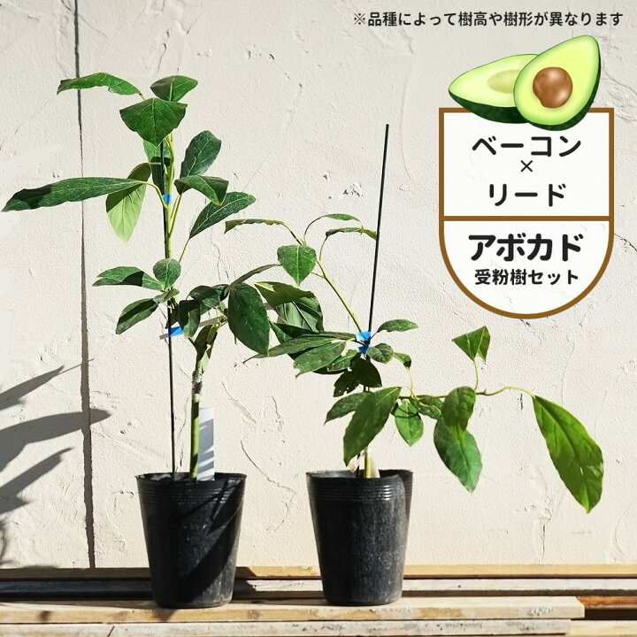 楽天市場】【ベーコン種】 アボカド Bタイプ 2年生 接木苗 単品 or 