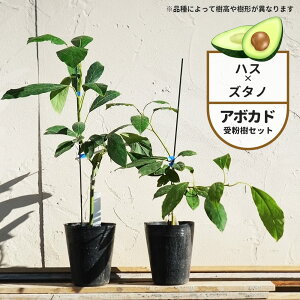 ynXz A{Jh A^Cv 2N ږ c Pi or 1500~Ȏ󕲎Zbg