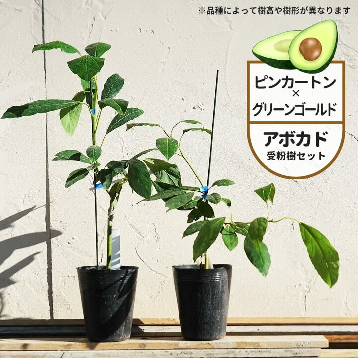 楽天市場】【ピンカートン種】 アボカド Aタイプ 2年生 接木 苗木 単品 