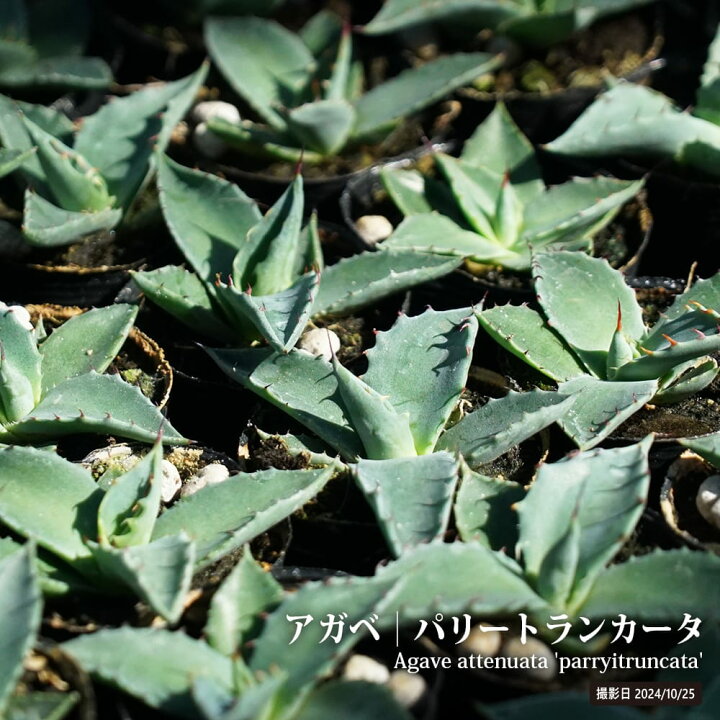 楽天市場】3月3日20時からのセール対象商品 アガベ 【パリートラン  