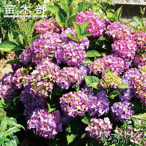 AWTC T}[h[ yA[o z 3.5|bgciPW) o蒆