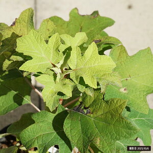 カシワバアジサイ 【リトルハニー (黄金葉)】