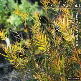 アカシアの木 【フェニックスゴールド】 5号スリット鉢植え