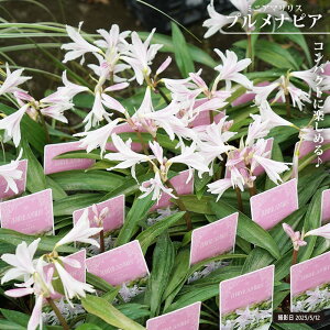 ~jA}X GCZA uirA 3|bgc