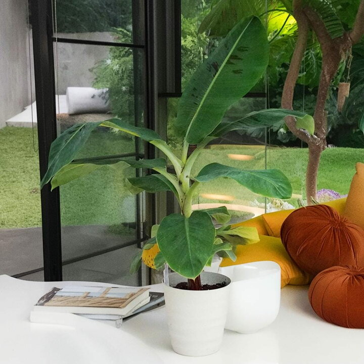 楽天市場】観葉植物に！バナナの木 【三尺バナナ】 フレグラーポット 