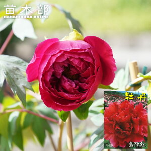 yOz iԐFj ÍgiV}dxjj 2Nc t  ڂ