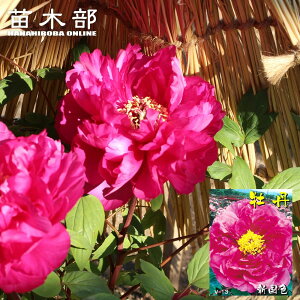 yVF iVRNVNjz O 2N 6XbgA