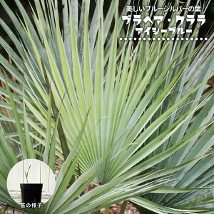 uwA yNiACV[u[jz  2|bgc