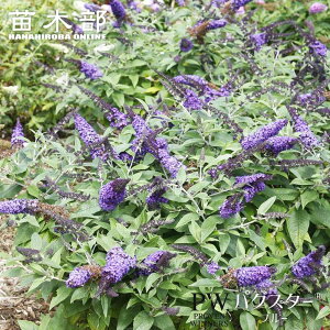 ubhA ypOX^[iRj u[z 3.5|bgc iPW) o蒆