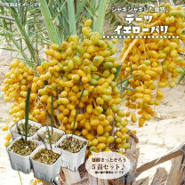 楽天市場】ナツメヤシ（観葉植物｜花・観葉植物）：花・ガーデン・DIY 