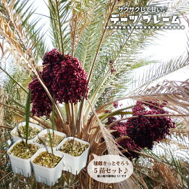 楽天市場】 庭木 > シンボルツリーにおすすめする木 > リゾート風 