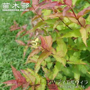 fBGB yr[nbs[[vz 3.5|bgciPW) o\i