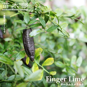 tBK[C c y_[Ghz ʔF ʓFΎ 1N ږؕc