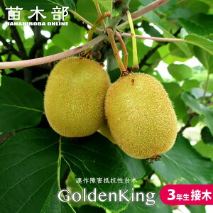 �L�E�C �c �y�S�[���f���L���O�z ���F�n���X 3�N���A���Q��R����ؕc