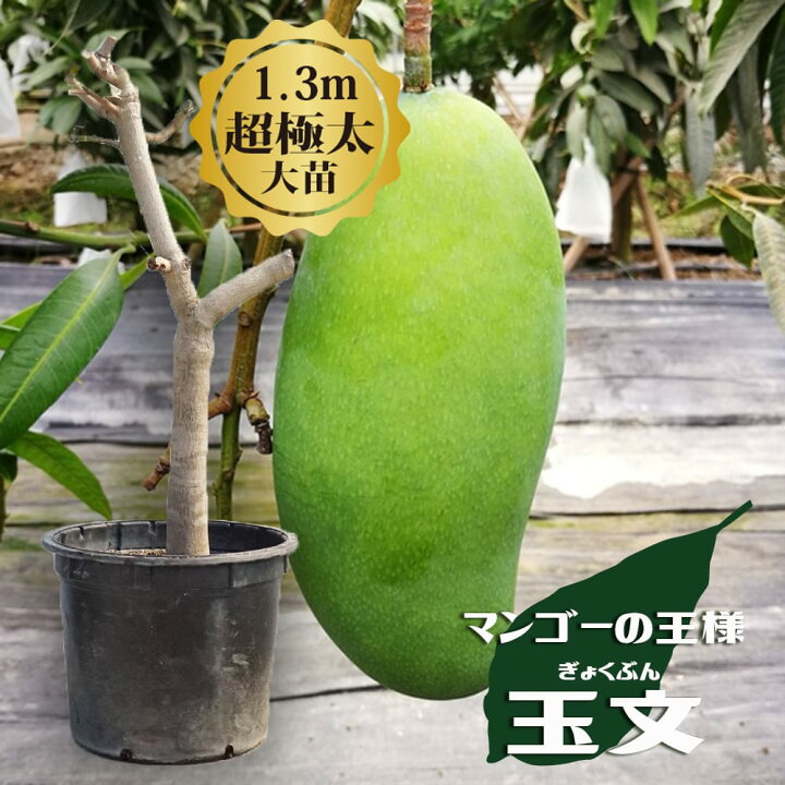 楽天市場】マンゴーの木 【玉文】 極太超特大苗 【大型宅配便】 北海道 