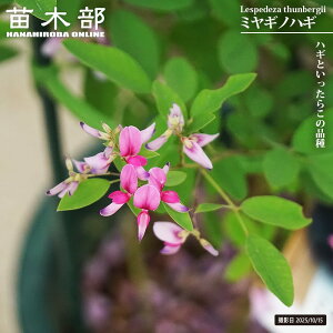 nM y~MmnM i{씋jz 6A