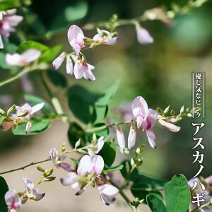 nM yAXJmnM i򒹖씋jz 6A