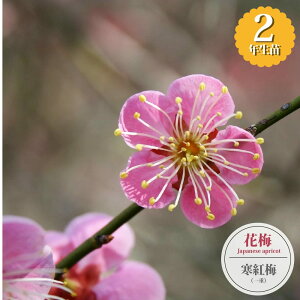 yg~z Ԕ~ 2Nږؕc 6O|bg