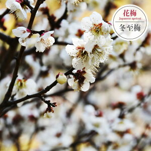 y~~iƂ΂jz Ԕ~ 1Nږ c