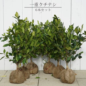 実なりクチナシ 一重咲き 根巻き(またはポット)苗 1本 or 3本セット or 6本セット or 8本セット or 生垣セット