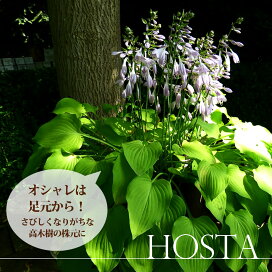 楽天市場】ヤシの木 【ココスヤシ】 1.0m 根巻き大苗 : 苗木部 by 花 