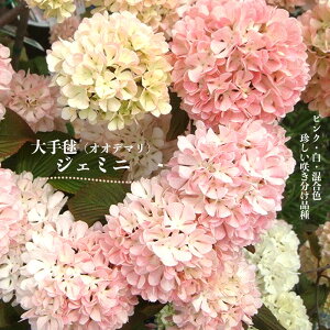 オオデマリ 【ジェミニ】 5号ポット苗 咲き分け品種