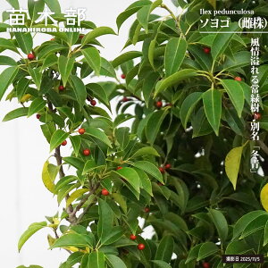 ���� �y�\���S �i�����j�z ������ ������c