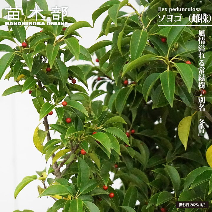 楽天市場】【ソヨゴ （雌株）】 株立ち 根巻大苗 : 苗木部 by 花 